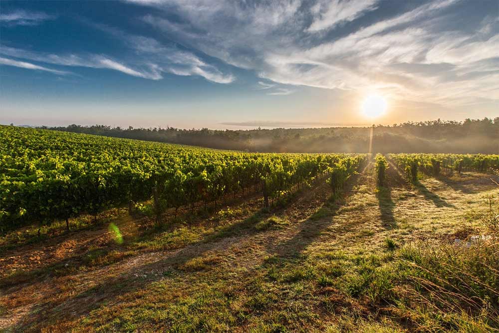 sunce-i-vinograd